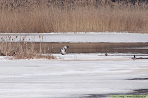 Fiskgjuse, Pandion haliaetus